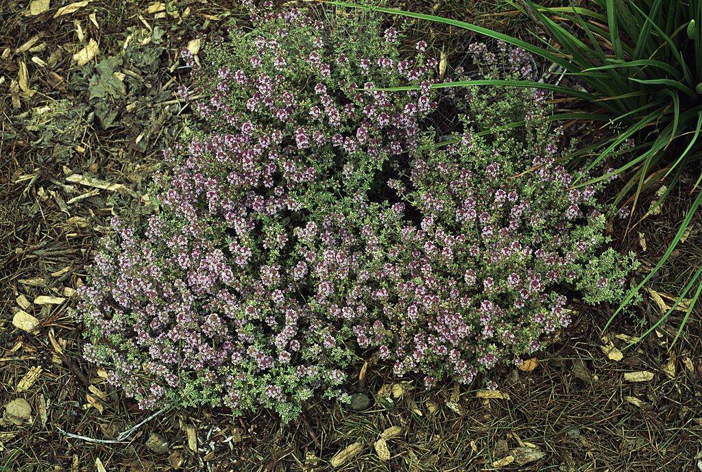 lemon thyme growing on the ground