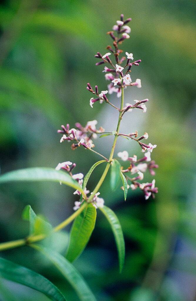 lemon verbena with tiny flowers