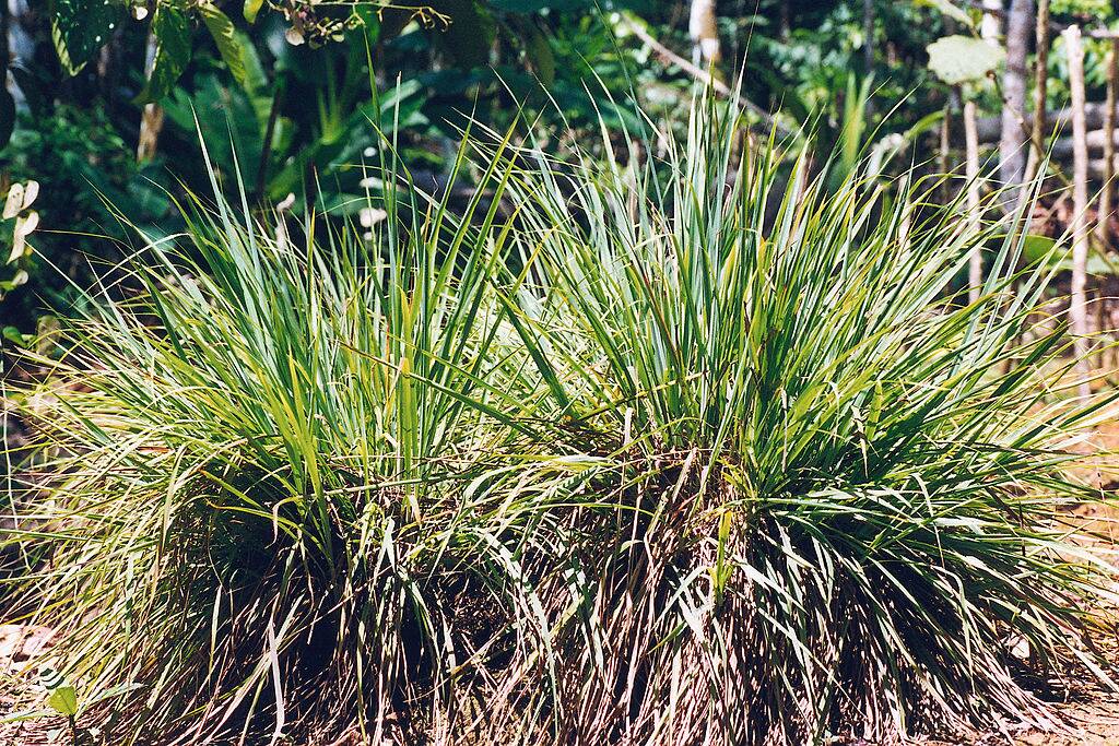 lemongrass plants growing outside