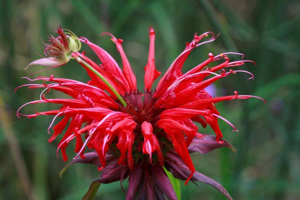 monarda flower in bloom