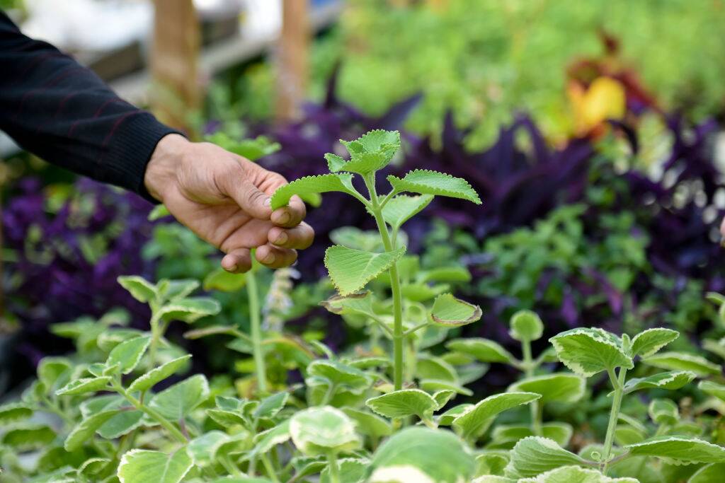 person reaching for an oregano plant