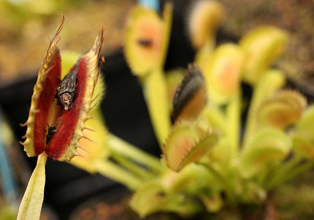 a venus fly trap consumes a fly
