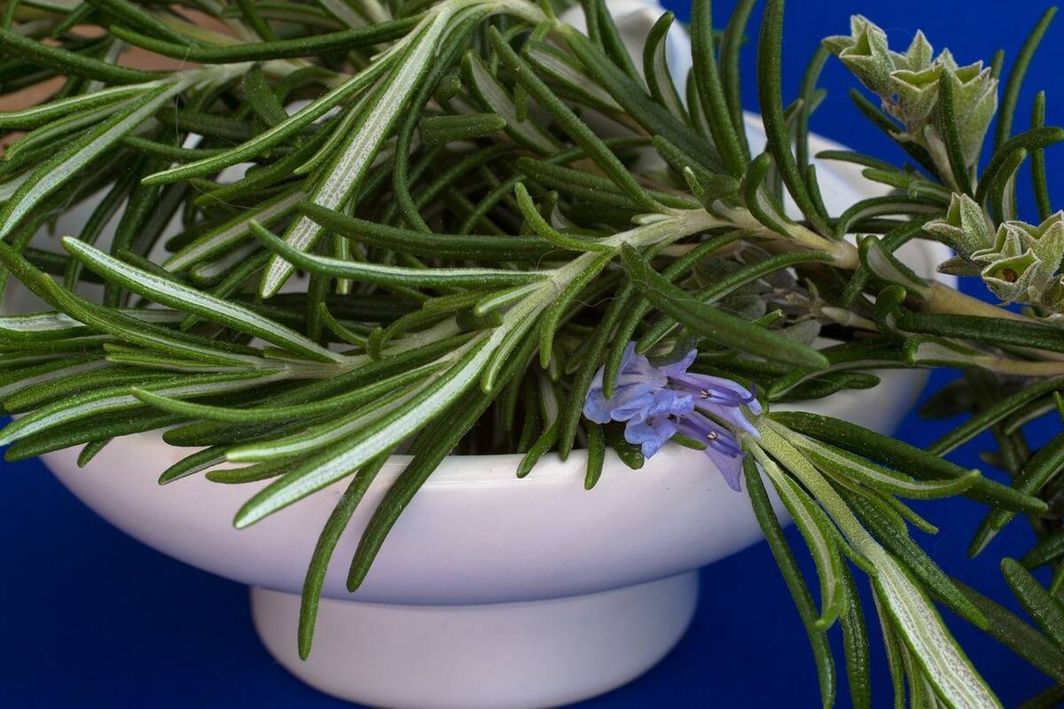 rosemary plant growing in a bowl
