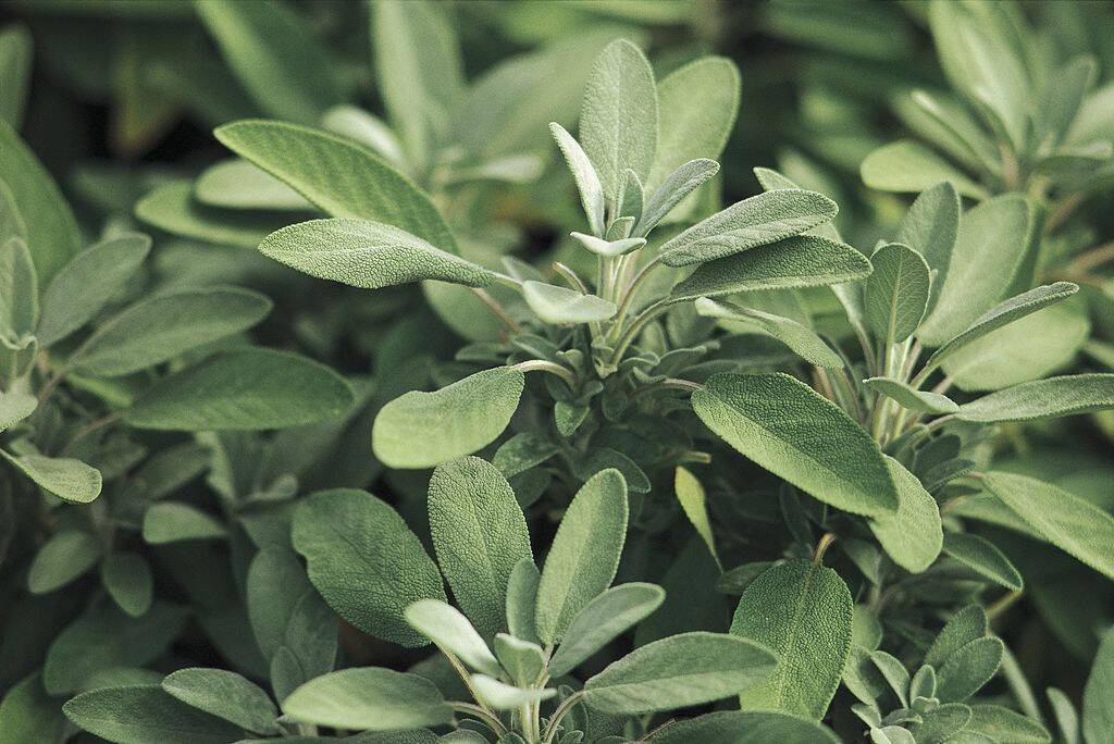 sage plant growing outside