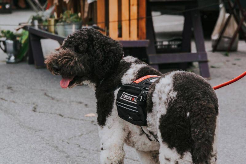 service dog sticking tongue out on street