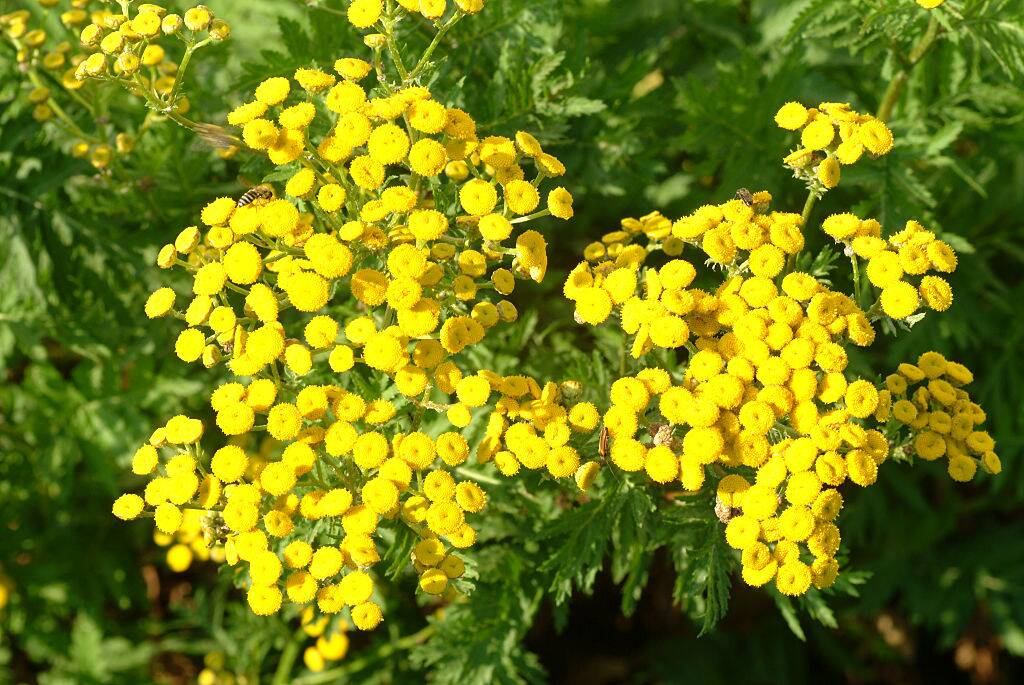 tansy flowers growing on a bush