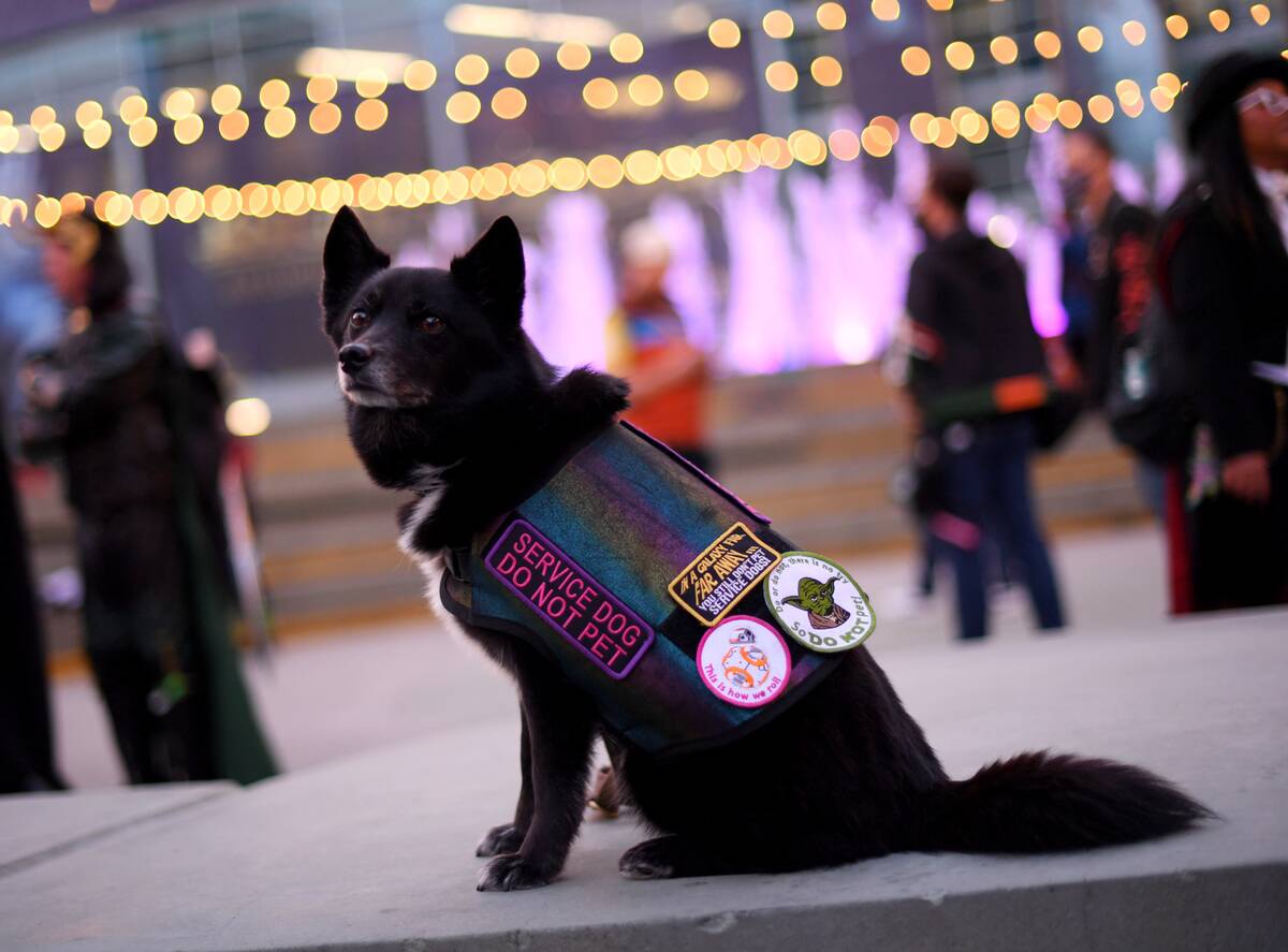 A service dog named Chewbacca is seen wearing 