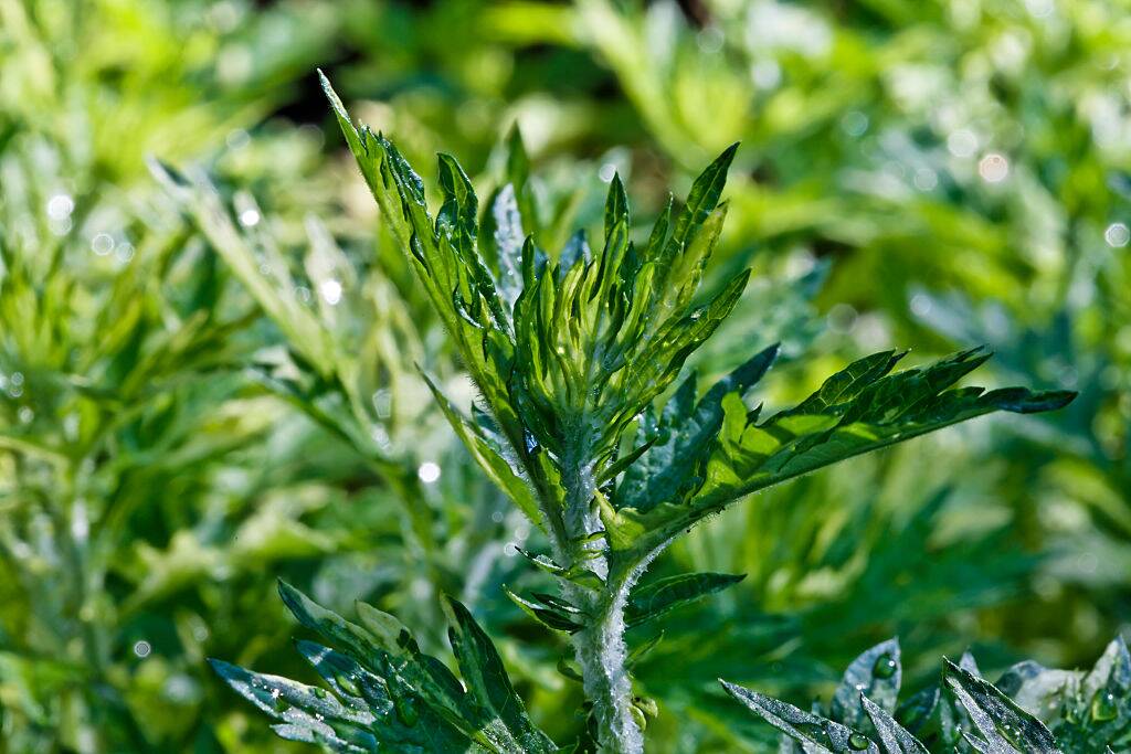 wormwood plant growing outside