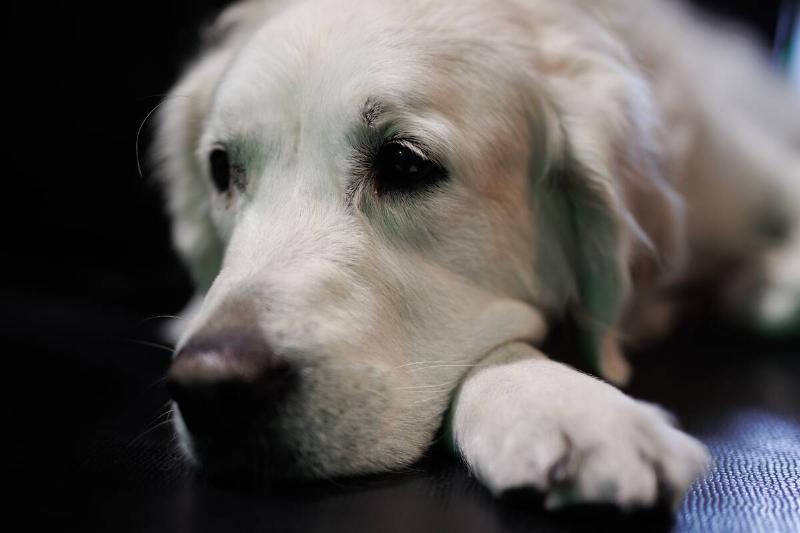 A guide dog during the celebration of the XI ONCE Progressive Unity  State Congress, at the ONCE Sports and Cultural Center (CDC), on October
 8, 2022, in Madrid, Spain.