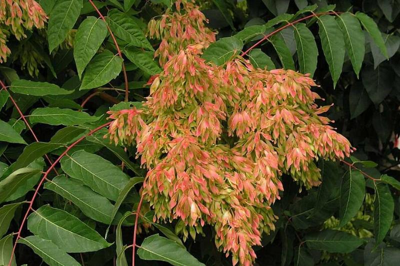 Ailanthus-altissima Ailanthus-altissima
