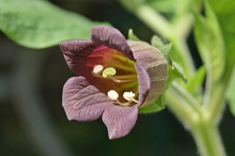 Atropa_belladonna_074 Atropa_belladonna_074