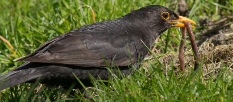 Blackbird and worm