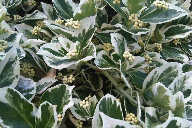 Celastrales_ Euonymus_fortunei_'Emerald_Gaiety'_-_1 Celastrales_ Euonymus_fortunei_'Emerald_Gaiety'_-_1