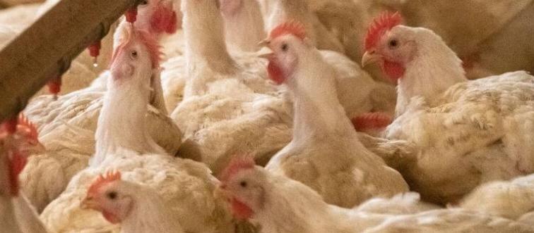 Chickens