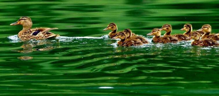 Ducks