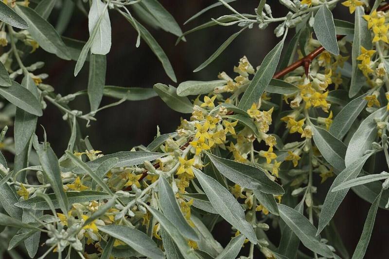 Elaeagnus_angustifolia_0353 Elaeagnus_angustifolia_0353