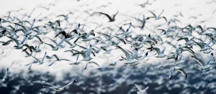 Flock of gulls