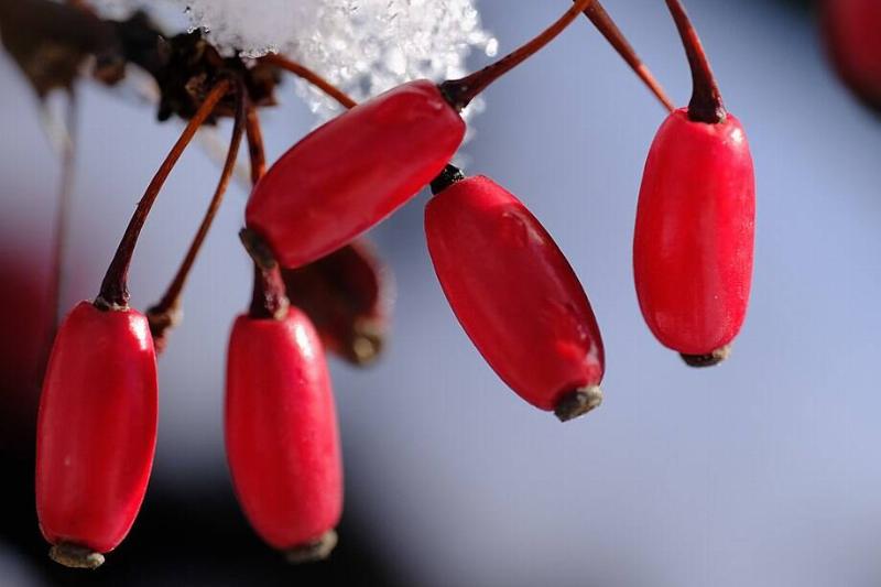 Japanese_barberry Japanese_barberry