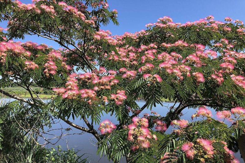 Mimosa Tree Mimosa Tree