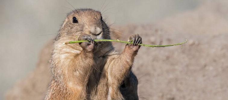 Prairie dog