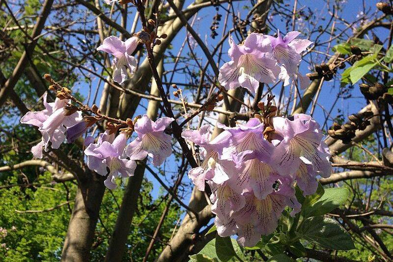Princess Tree Princess Tree