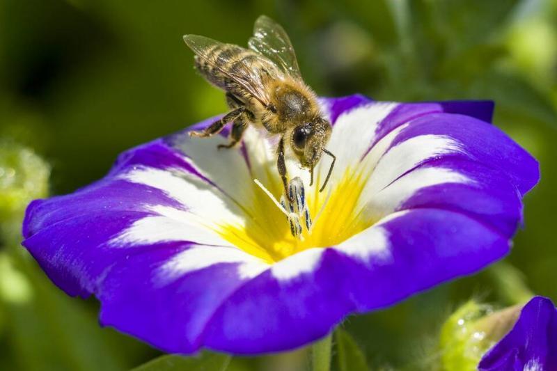 A Carniolan honey bee (Apis mellifera carnica) is collecting... A Carniolan honey bee (Apis mellifera carnica) is collecting...