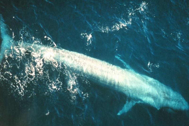 Adult blue whale (Balaenoptera musculus) from the eastern Pacific Ocean