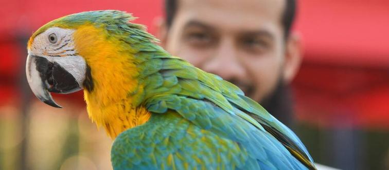 Parrots and owls of different species are on display at a bird show at Yarmouk district of Kuwait City, Kuwait on March 11, 2023.