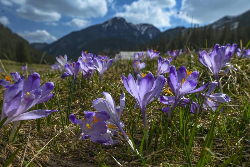 Chocholowska Valley in Poland Chocholowska Valley in Poland