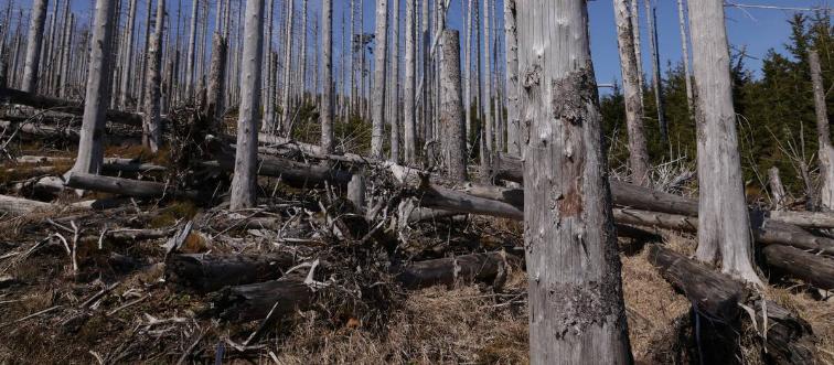Dead trees stand in the devastated Harz forest on April 10, 2023 near Wernigerode, Germany.