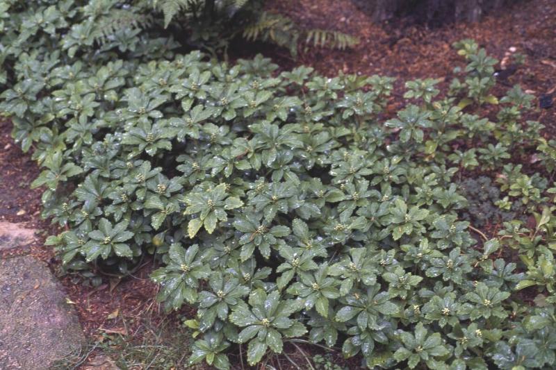 Japanese pachysandra (Pachysandra terminalis)... Japanese pachysandra (Pachysandra terminalis)...