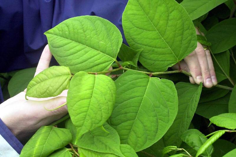 KnotWeed KnotWeed