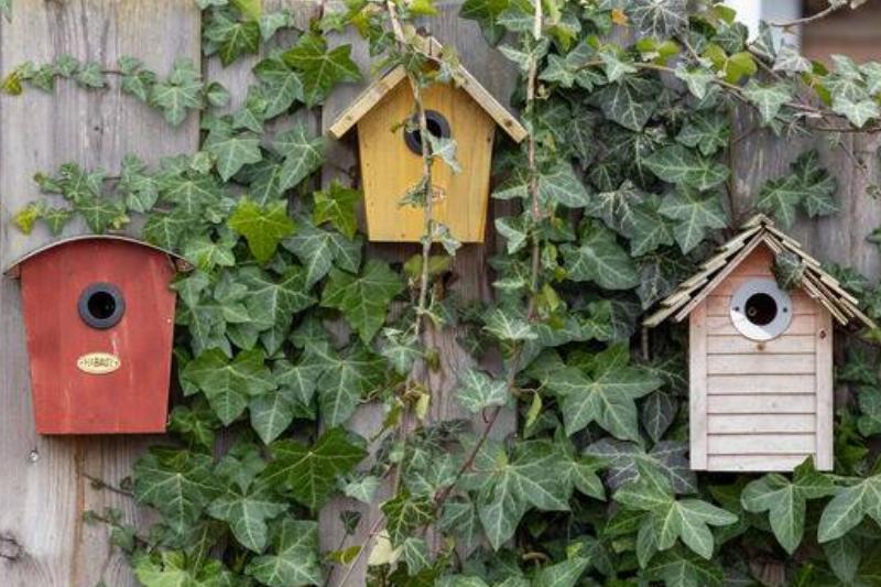 Nesting boxes Nesting boxes