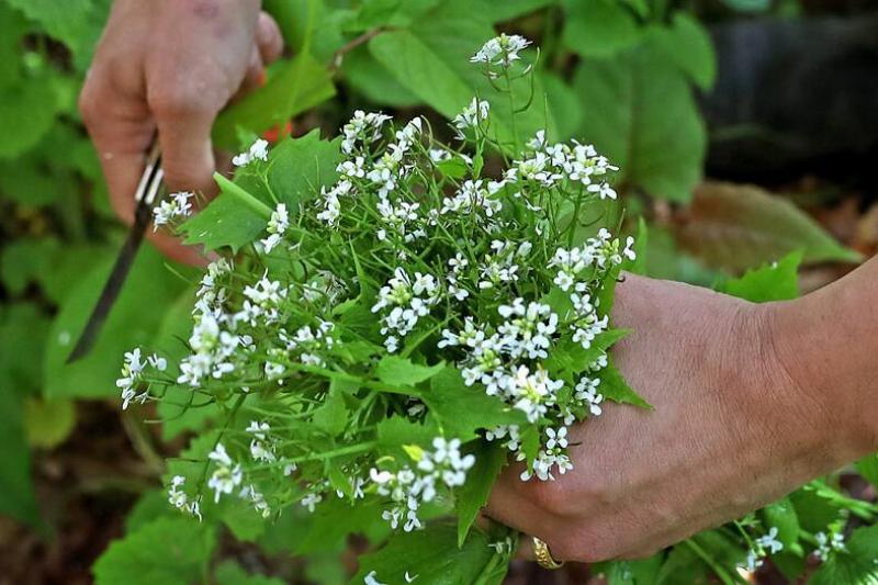 One Way To Get Back At That Invasive Plant Strangling Your Garden? Eat It One Way To Get Back At That Invasive Plant Strangling Your Garden? Eat It