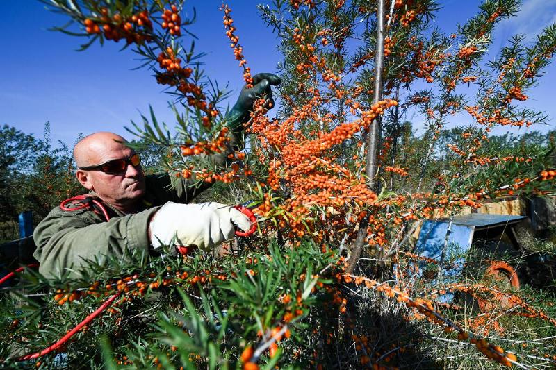Sea buckthorn harvest in Brandenburg Sea buckthorn harvest in Brandenburg