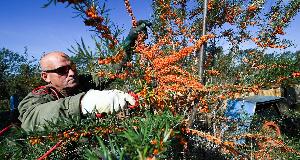 Protect Your Yard And Never Grow These Invasive Plants