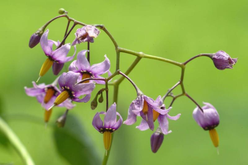Solanum dulcamara Solanum dulcamara