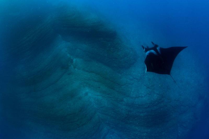 giant manta ray, Manta birostris, swimming on top of lava formations in the dive site El Boiler, San Benedicto Island, Revillagigedo islands.