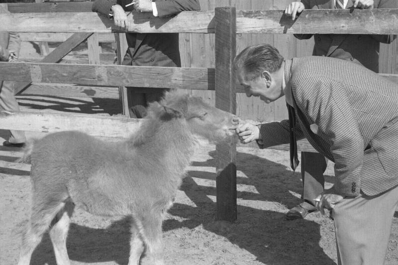 Walt Disney plays with a young miniature horse (kept to pull a  stagecoach) on the Disney Studio backlot circa 1955 in Los Angeles, 
California.