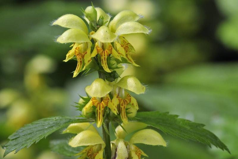 Yellow archangel Yellow archangel