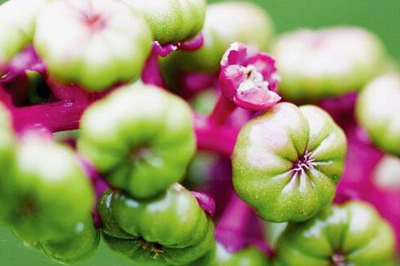 American Pokeweed American Pokeweed