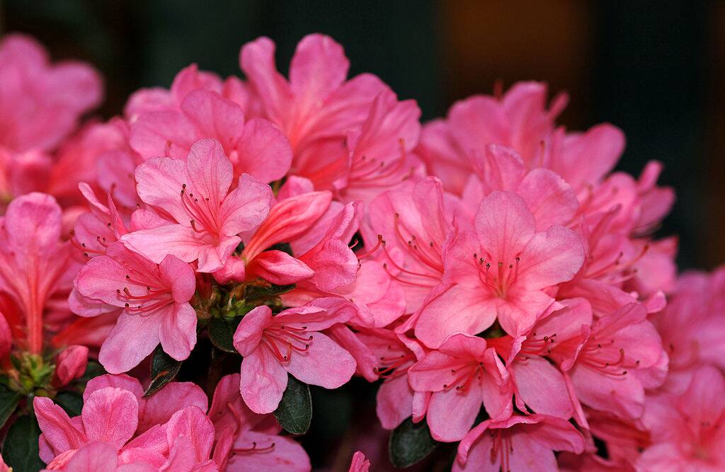 Azalea Flowers