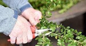 Green Guardians: Discover The Top Privacy-Boosting Plants For Your Home Sanctuary