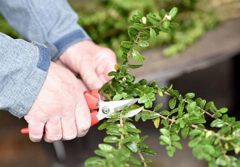 Boxwood plant