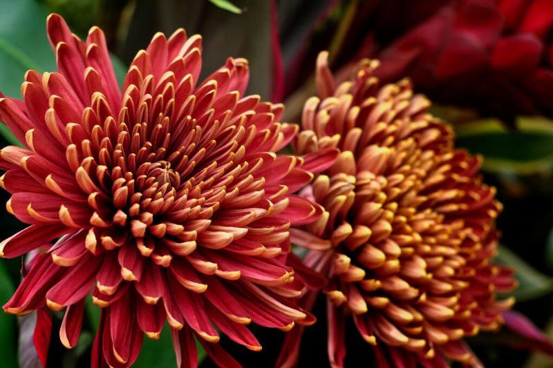 Chrysanthemums