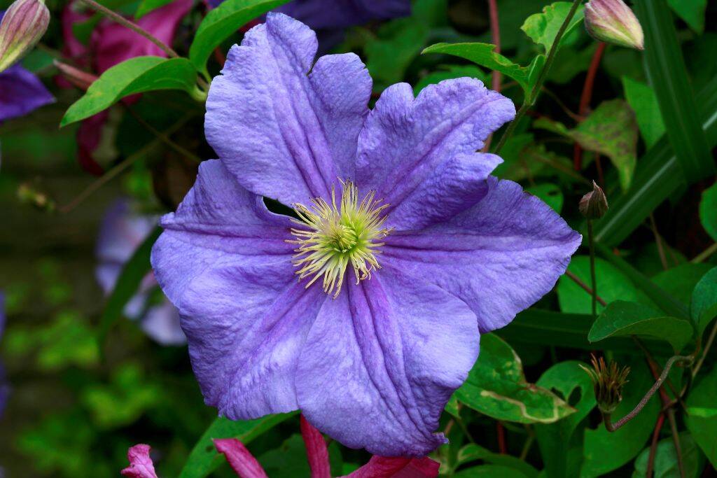 Clematis