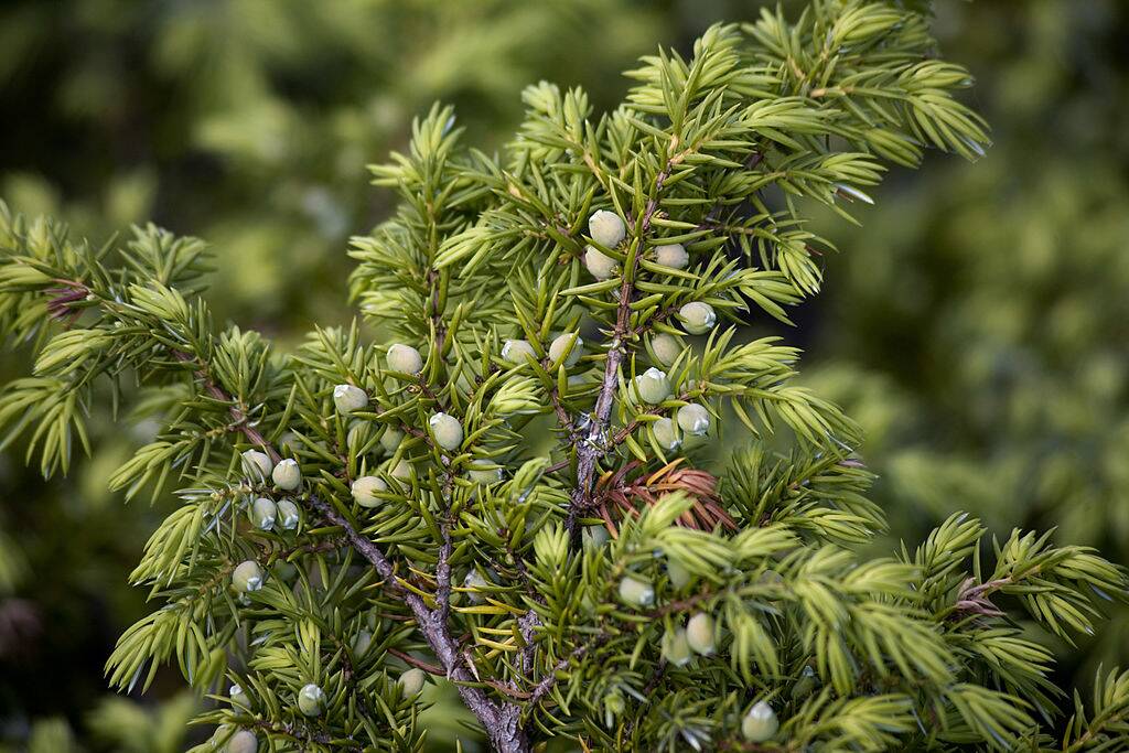 Common Juniper
