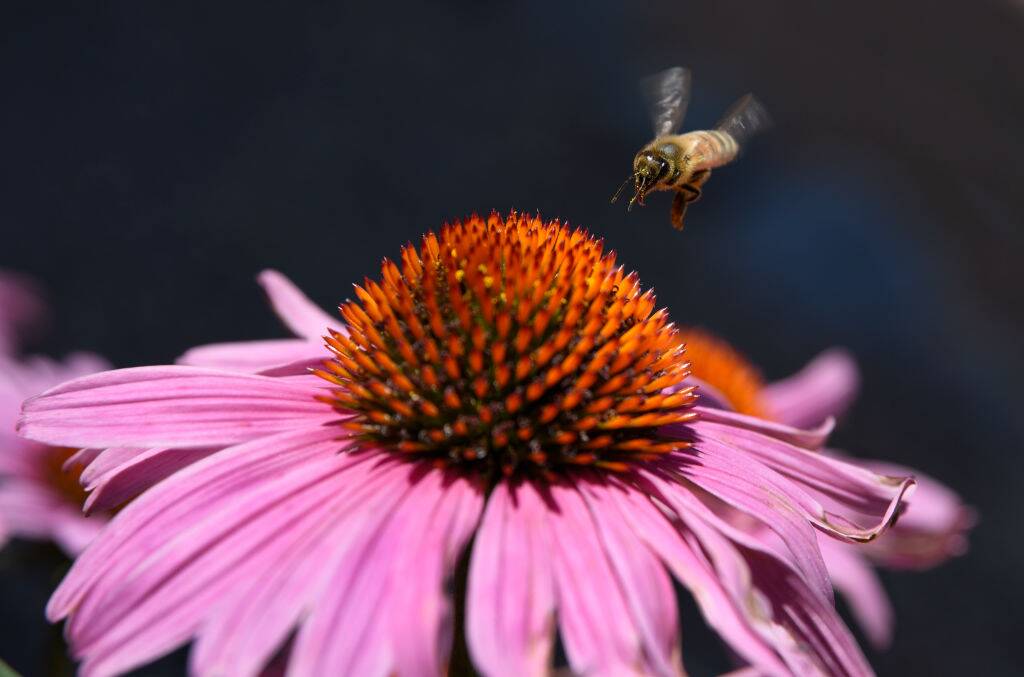 Cone Flower