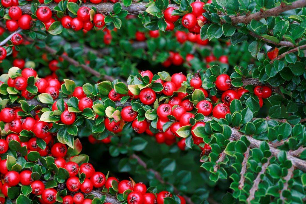 Cotoneaster