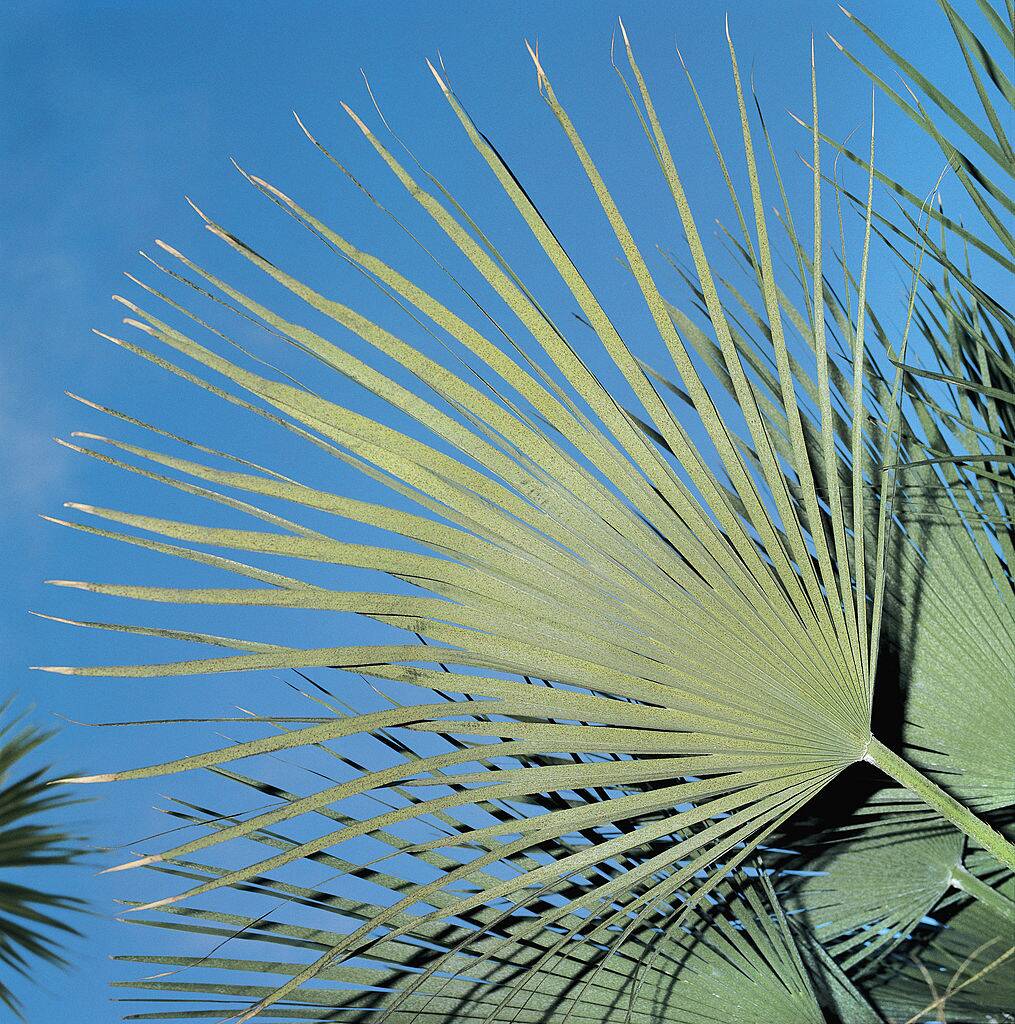 European Fan Palm